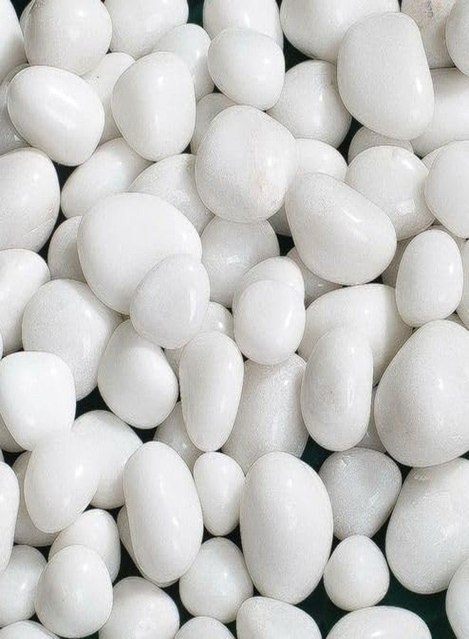 UraXx Polished White Pebbles Glossy Stones (2.5-4cm) | Natural Decorative River Rocks for Aquarium, Garden, Fish Tank, Vase Fillers, Home Decor, Craft Use (White-1KG) - Image 1